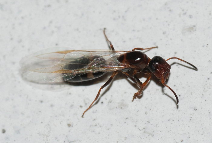 maschio e femmina di Camponutus truncatus